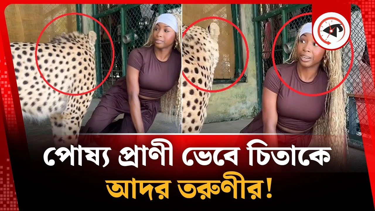 পোষ্য প্রাণী ভেবে চিতাকে আদর তরুণীর, অতঃপর..